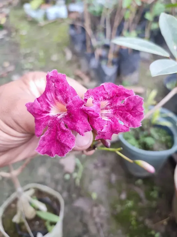 Tabibuia_Rose_Organic_Tabebuia_Plant