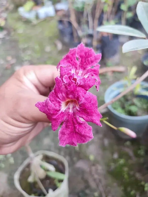 Tabibuia_Rose_Organic_Tabebuia_Plant