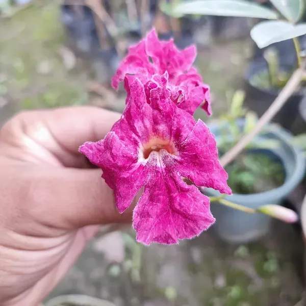 Tabibuia_Rose_Organic_Tabebuia_Plant