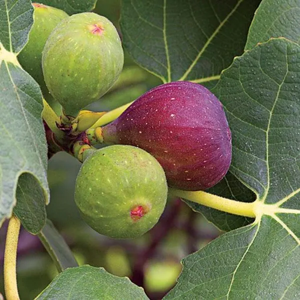 Finger_Ornamental_Plant_Plant_Organic