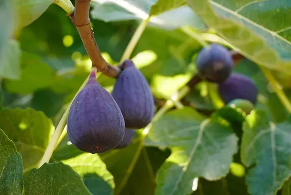 Finger_Ornamental_Plant_Plant_Organic