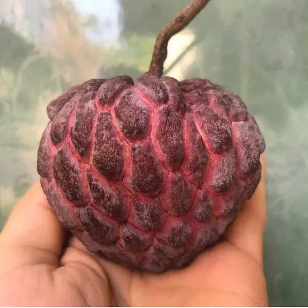 Red_Custard_Apple_Organic_Plant