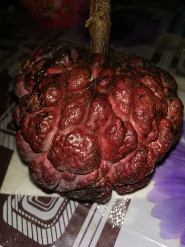 Red_Custard_Apple_Organic_Plant