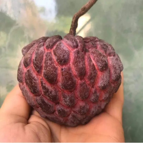 Red_Custard_Apple_Organic_Plant