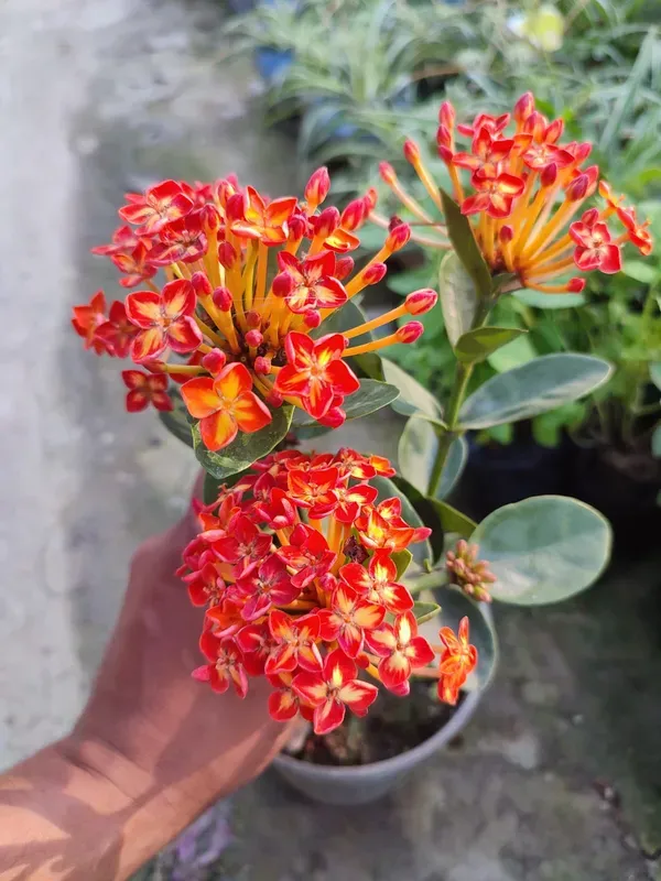Ornamental_Ixora_Live_Plant_Organic
