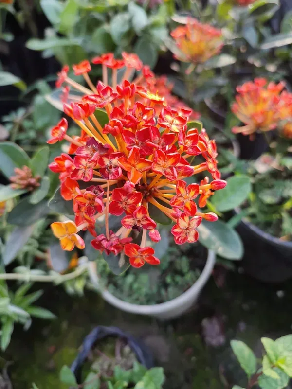 Ornamental_Ixora_Live_Plant_Organic