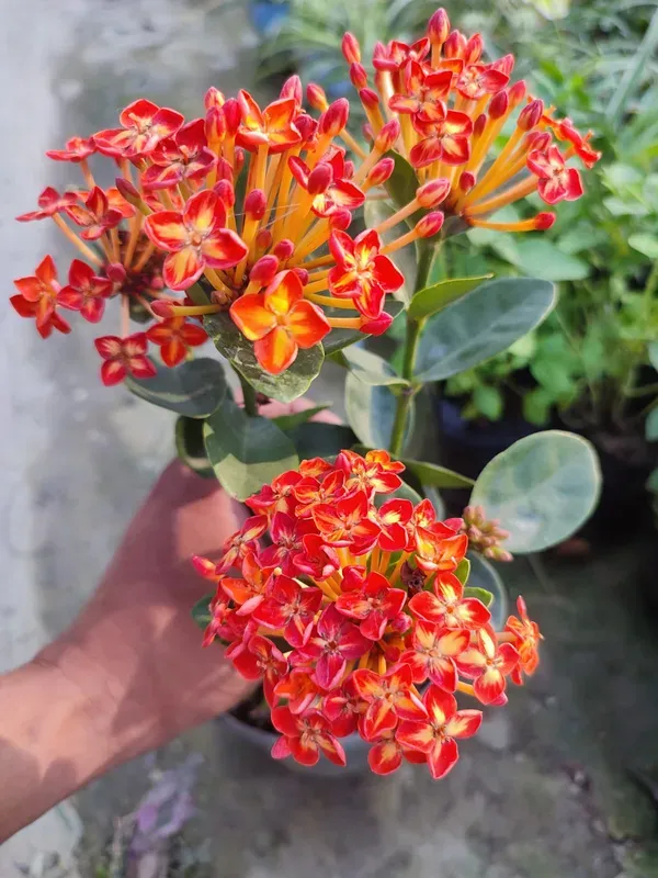 Ornamental_Ixora_Live_Plant_Organic