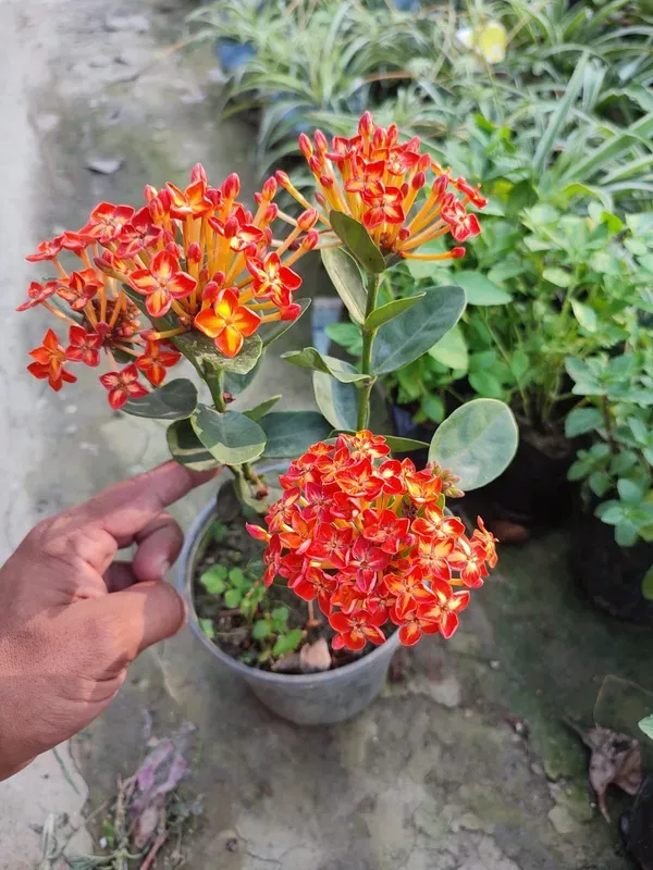 Ornamental_Ixora_Live_Plant_Organic