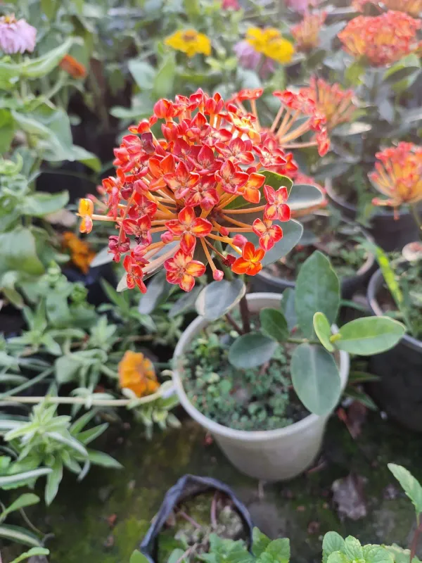 Ornamental_Ixora_Live_Plant_Organic