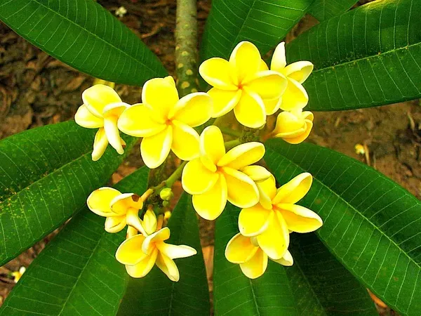 Plumeria_Rubra_Diva_Organic_Plant
