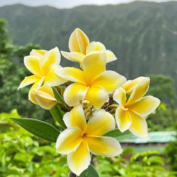 Plumeria_Rubra_Diva_Organic_Plant