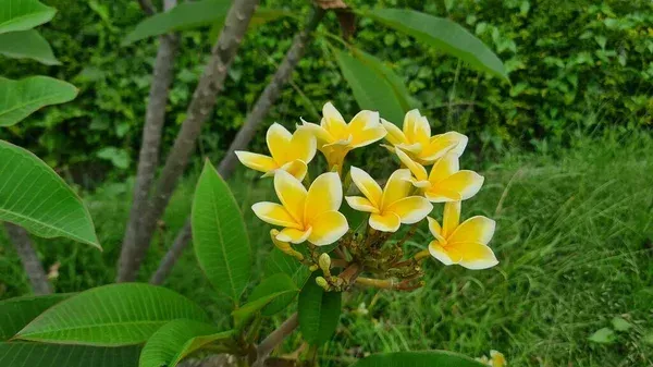 Plumeria_Rubra_Diva_Organic_Plant