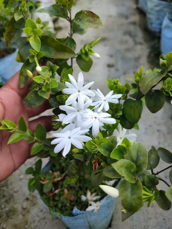 Time_Kundan_Flower_Plant_Organic
