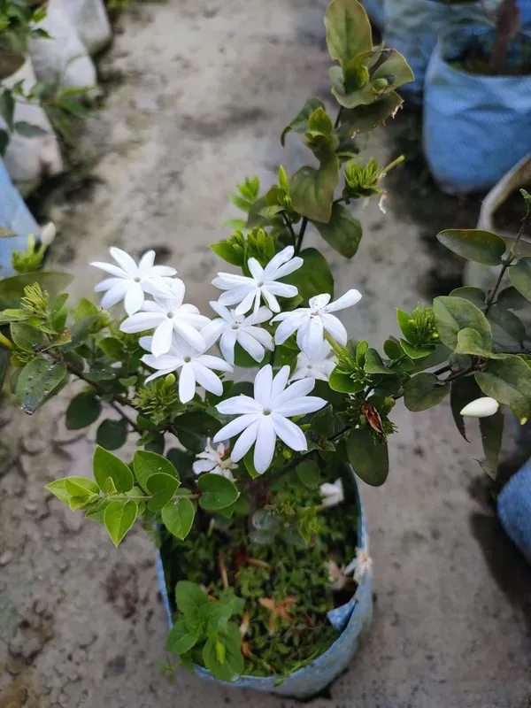 Time_Kundan_Flower_Plant_Organic