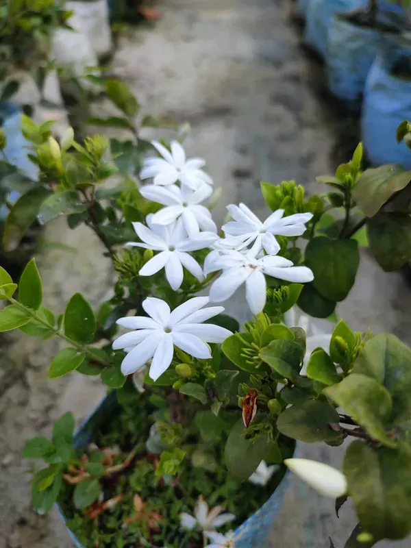Time_Kundan_Flower_Plant_Organic