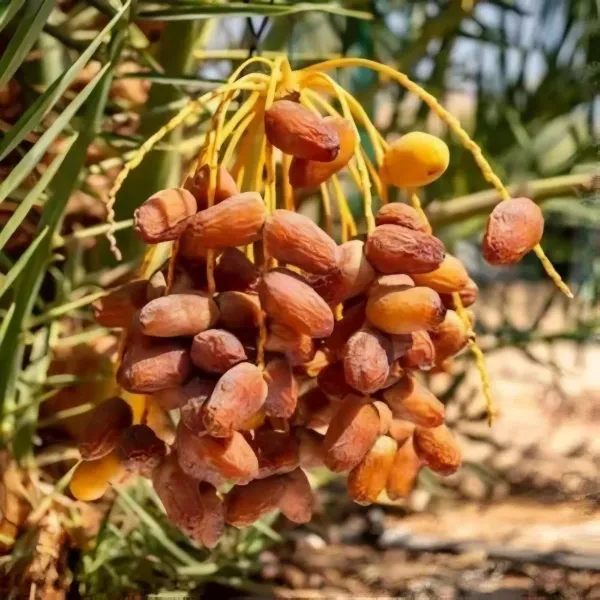 Dwarf_Arabian_Plant_Organic_Palm