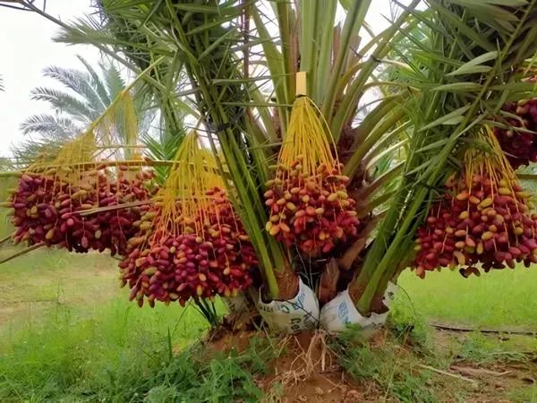 Dwarf_Arabian_Plant_Organic_Palm