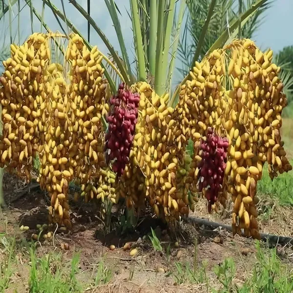 Dwarf_Arabian_Plant_Organic_Palm