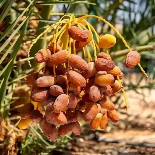 Dwarf_Arabian_Plant_Organic_Palm
