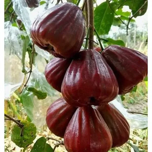 Dalhari_Water_Apple_Organic_Plant