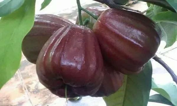 Dalhari_Water_Apple_Organic_Plant