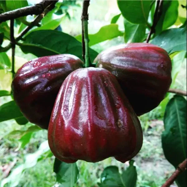 Dalhari_Water_Apple_Organic_Plant