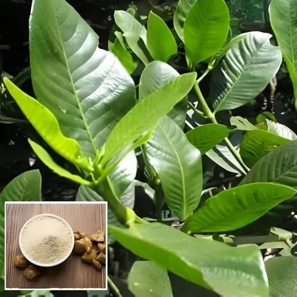 Ornamental_Plant___Organic_Plant_For_Home