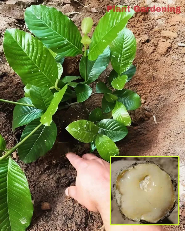 Ornamental_Plant___Organic_Plant_For_Home