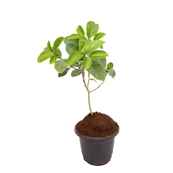 Ornamental_Plant___Organic_Plant_For_Home