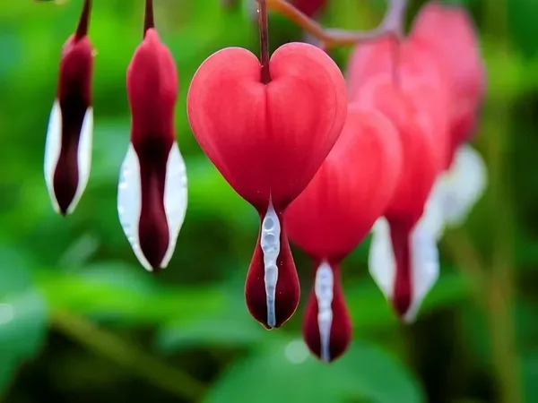 Red_Bleeding_Heart_Plant_Organic