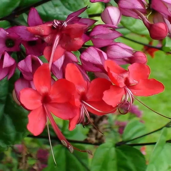 Red_Bleeding_Heart_Plant_Organic