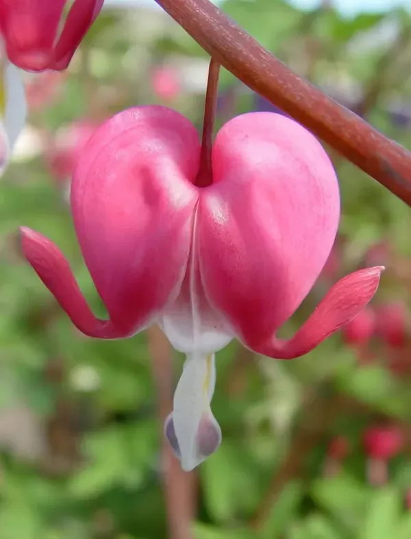 Red_Bleeding_Heart_Plant_Organic