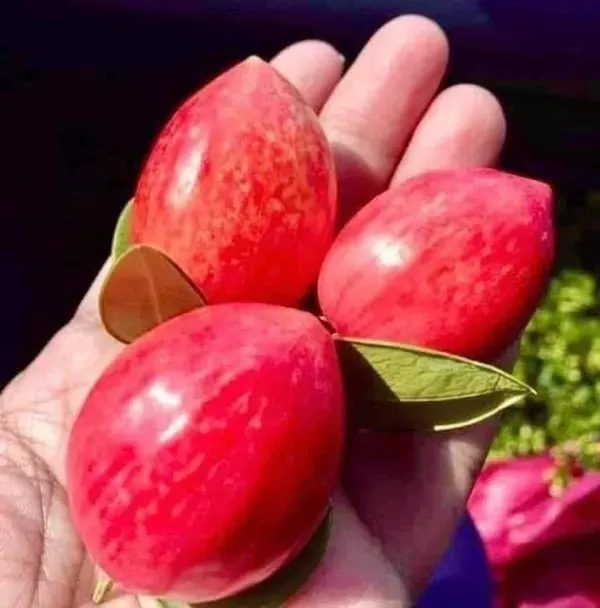 Sweet_Karonda___Organic_Plant_For_Home