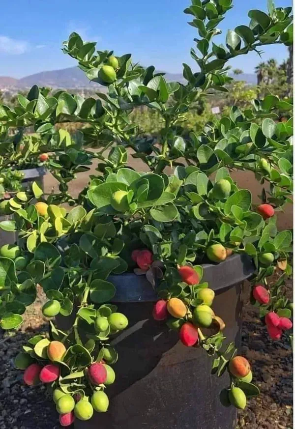 Sweet_Karonda___Organic_Plant_For_Home