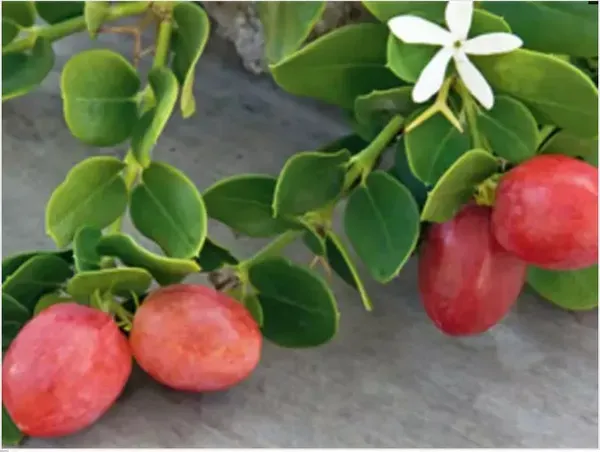 Sweet_Karonda___Organic_Plant_For_Home