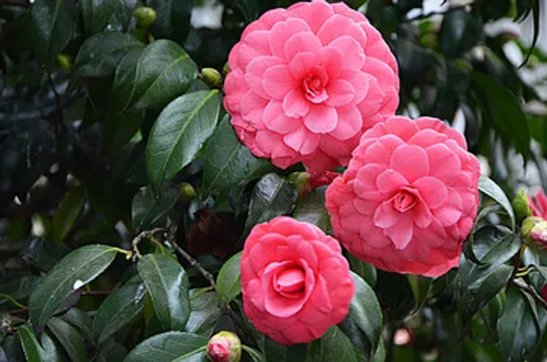 Camelia_Flower_Plant_Organic_Camellia