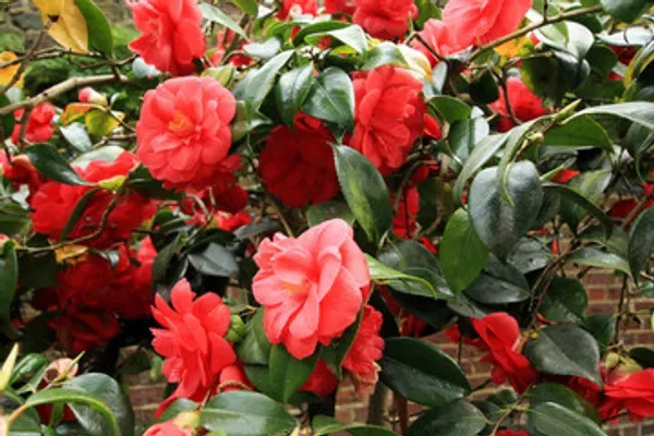 Camelia_Flower_Plant_Organic_Camellia