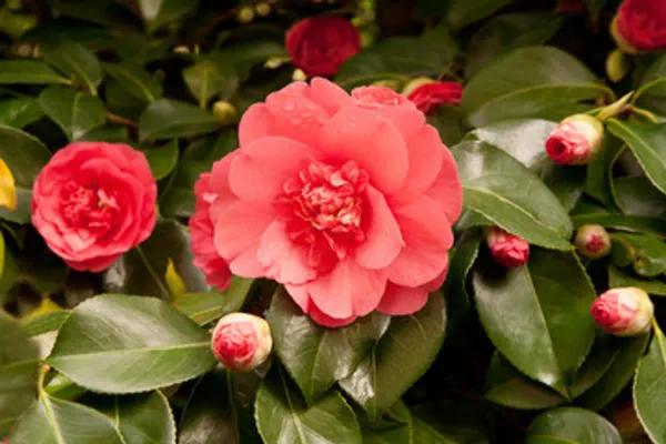 Camelia_Flower_Plant_Organic_Camellia