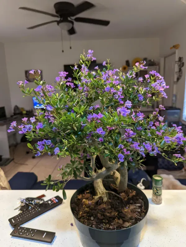Vietnamese_Bonsai_Plant_Garden_Organic