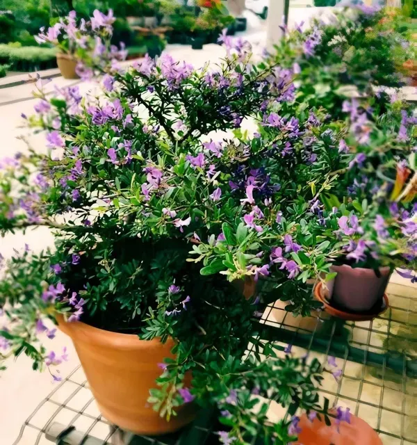 Vietnamese_Bonsai_Plant_Garden_Organic