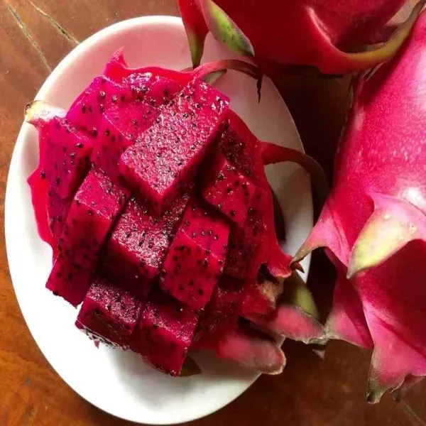 Dragon_Fruit_Ornamental_Organic_Plant