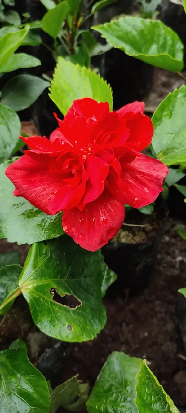 Red_Daffodil_Hibiscus_Organic_Plant