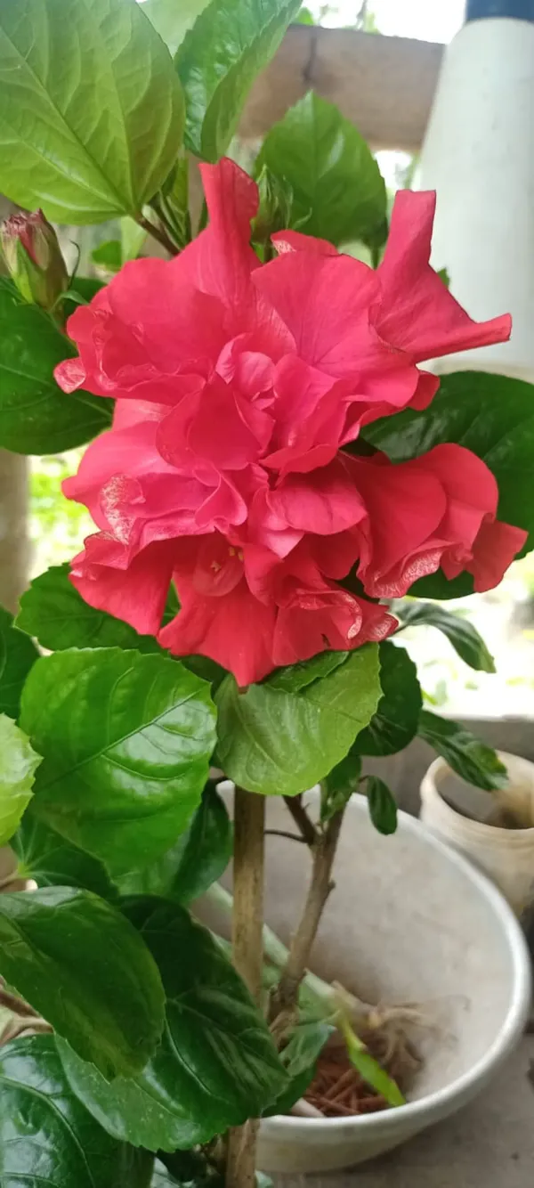 Red_Daffodil_Hibiscus_Organic_Plant