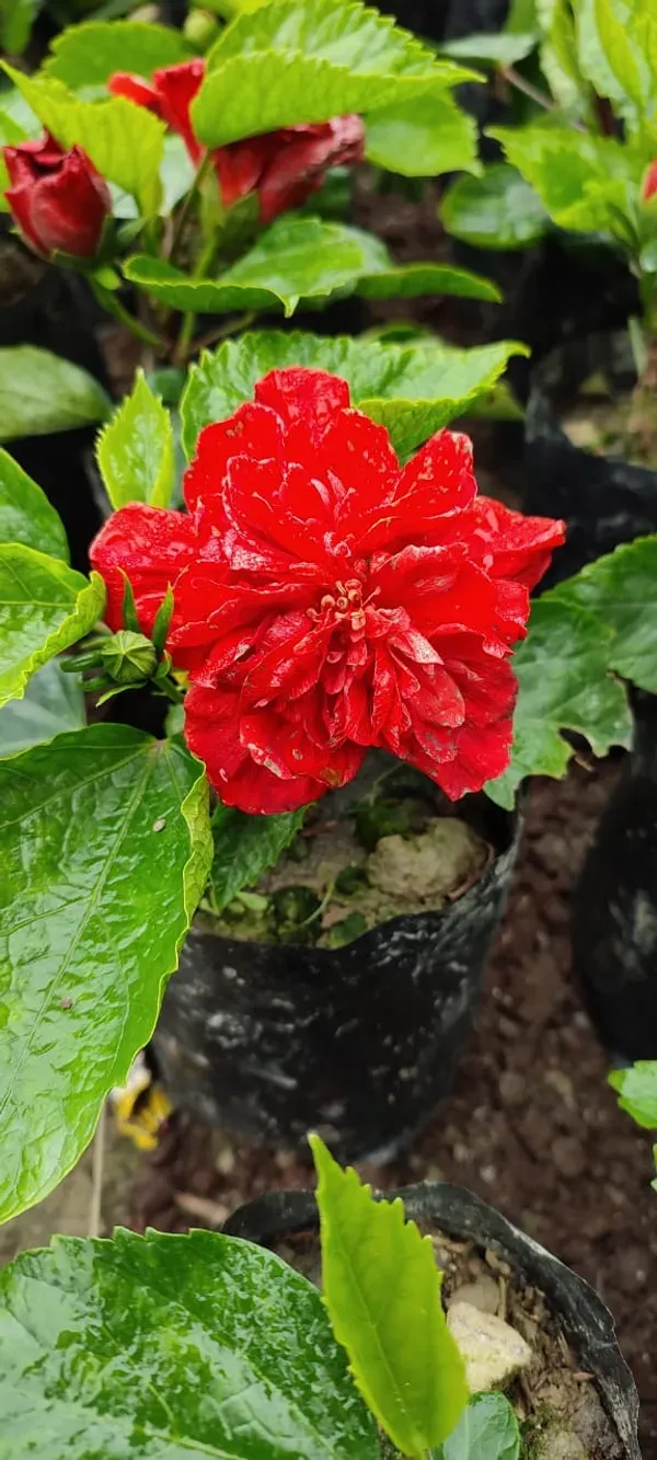 Red_Daffodil_Hibiscus_Organic_Plant