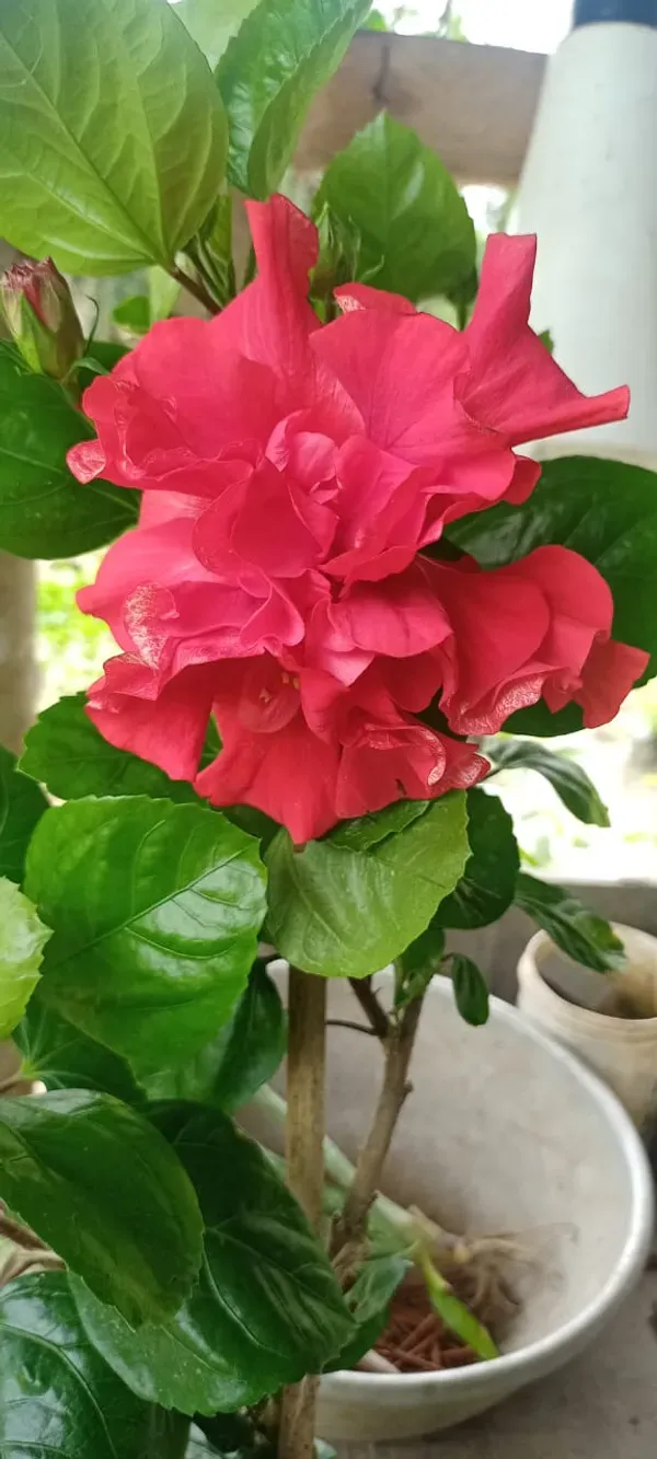 Red_Daffodil_Hibiscus_Organic_Plant