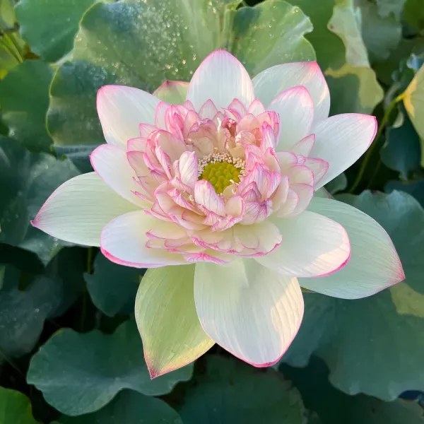 Green_Maiden_Lotus_Tuber_Organic