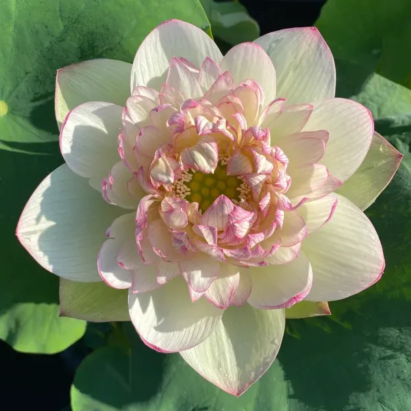Green_Maiden_Lotus_Tuber_Organic