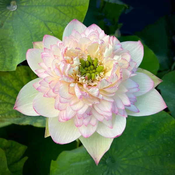 Green_Maiden_Lotus_Tuber_Organic