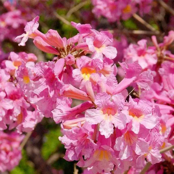 Rosea_Ornamental_Organic_Rose_Plant