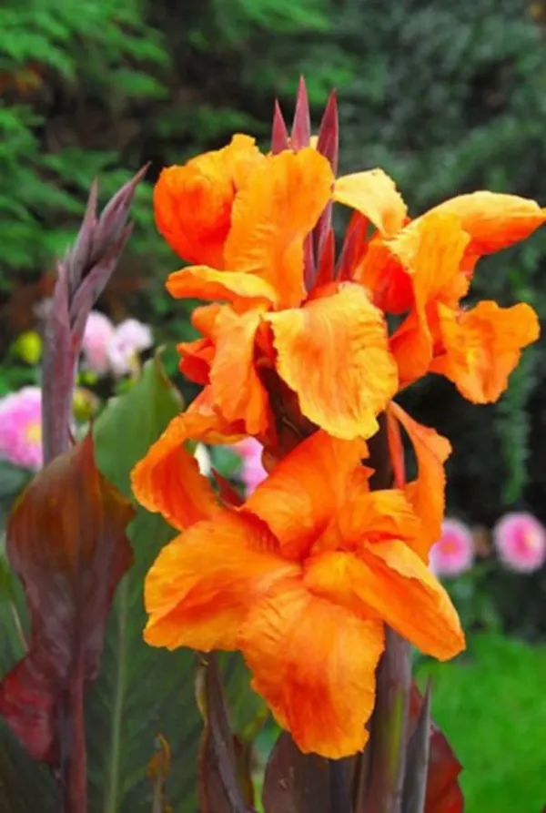Cannas_Orange_Flower_Organic_Canna